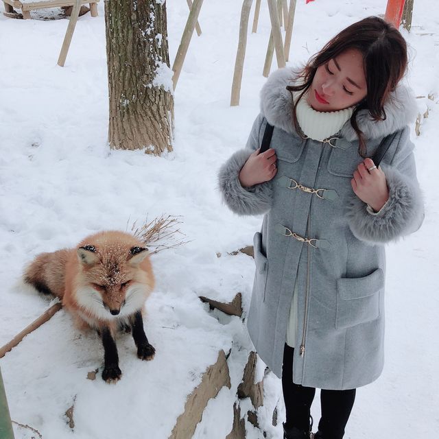 【日本】東北藏王狐狸村🦊