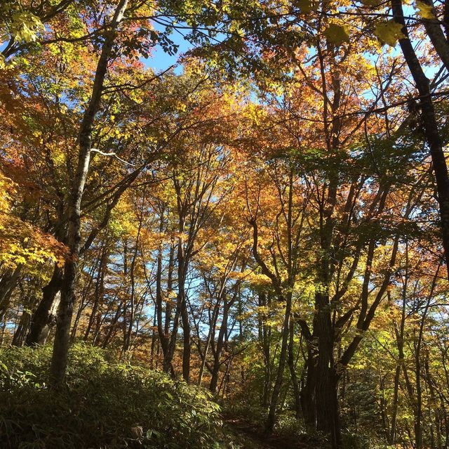 紅葉の大菩薩嶺