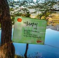 그림 속에 들어온 것 같은 위양지 