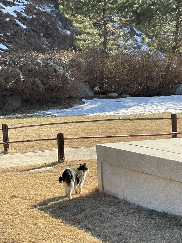 [낙산사] 소원을 말해봐🐈