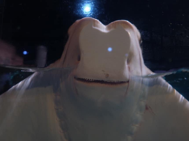 เที่ยวเล่นดูโชว์ปลาที่ Aquaria KLCC 