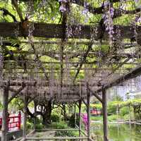 【東京】東京で藤の花といえばの名所