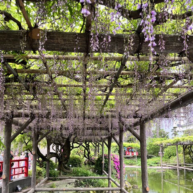 【東京】東京で藤の花といえばの名所