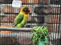 【京都】インコに癒される『イノダコーヒ本店』