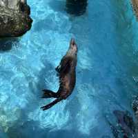 【高知】生きものとの距離感近すぎ！桂浜水族館