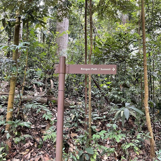 Nature hiking trail to Bukit Timah Hill