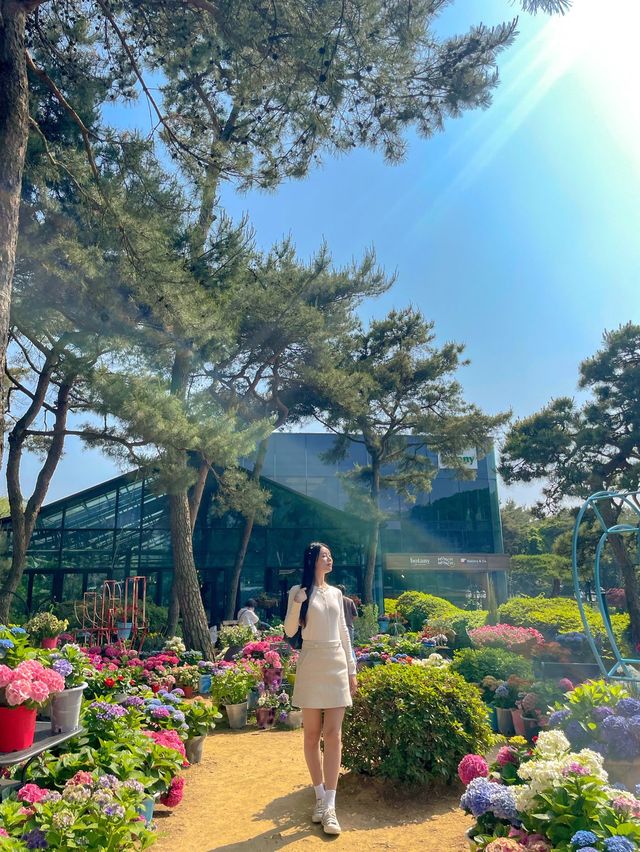 서울근교 예쁘게 피어있는 수국 #벽초지수목원