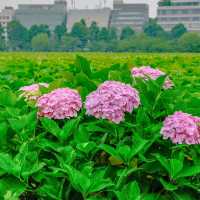 不忍池の紫陽花巡り