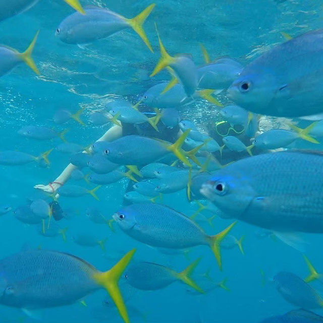 【パラオ】パラオの海でシュノーケル三昧