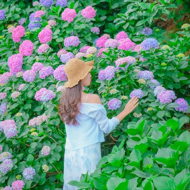 🌊바다와 함께 수국을 즐길 수 있는곳 [거제도, 저구항]
