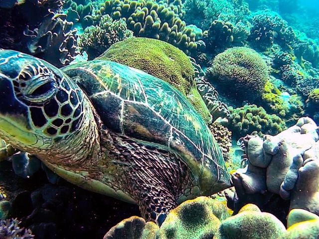 Umaapowww sa ganda ang APO ISLAND!!!