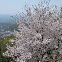 계양산장미원 🌹 꽃구경 명소