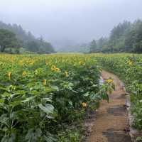 태백 구와우마을 🌻해바라기축제🌻
