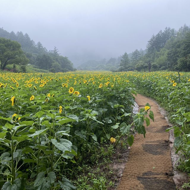 태백 구와우마을 🌻해바라기축제🌻