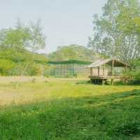 인도의 동물원 Jungle Safari