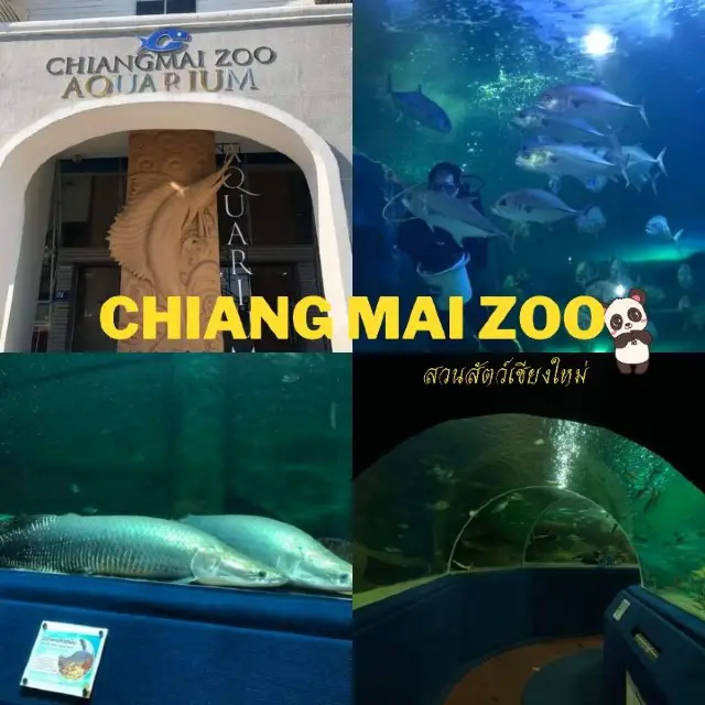 🦓🦌🐒 Chiang Mai Zoo 🐘🦜🦩