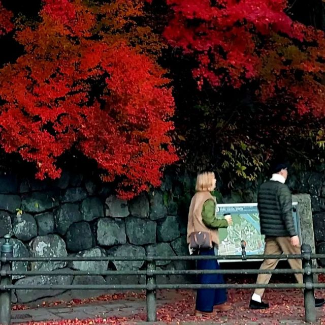 Autumn Leaves in Nikko
