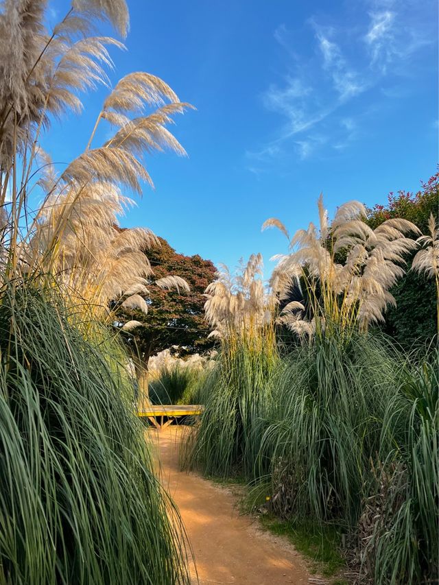 팜파스와 핑크뮬리를 한번에! 청산수목원🌾🌷