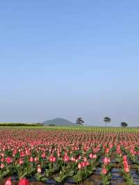 제주 보롬왓, 튤립 꽃밭에서 인생샷 어때요🌷📷