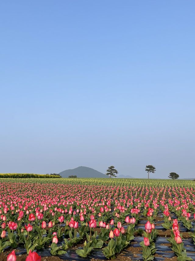 제주 보롬왓, 튤립 꽃밭에서 인생샷 어때요🌷📷