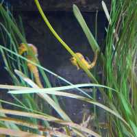 Visit to the London Sealife Aquarium 