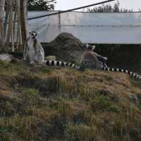 Beautiful moments at Peak Wildlife Park 