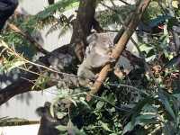 塔龍加動物園 | 悉尼著名遛娃聖地