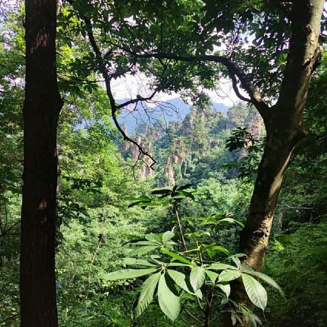 zhangjiajie National park 