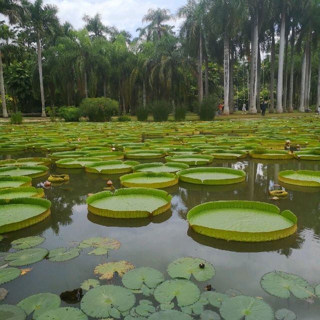 Awesome Natural Beauty at the Botanical Park