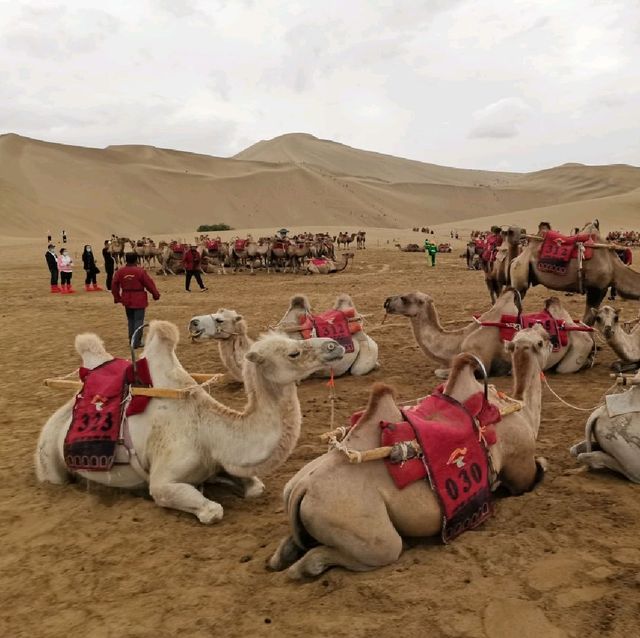 Camel ride in the desert