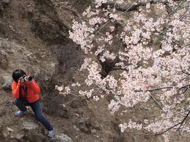 川藏公路覺巴山的桃花