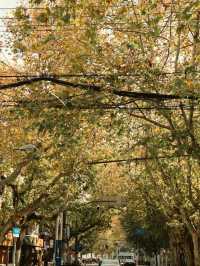 Winter Days in the French Concession🍂🍁