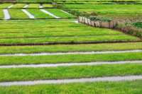 Rice seedlings are actually very beautiful.