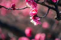 【Kyoto · Chishakuin · Red Plum Blossom · 2023】