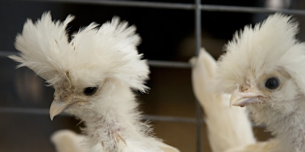 Keeping Backyard Chickens- Saturday, July 19th, 10am | Peghorn Nature Park