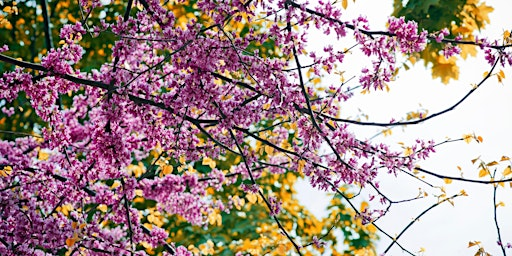 March Equinox Spring Cleaning - Yoga/Hypnosis | RVN Wellness