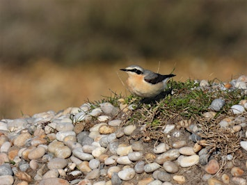 Birdwatching for Beginners at Portland Bill | Portland Bill Car Park