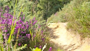 Guided walk at Brentmoor Heath and Folly Bog | Brentmoor Heath
