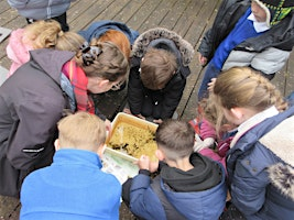 Pond dipping (Family event) NWT Ranworth Broad | Norfolk Wildlife Trust Ranworth Broad and Marshes