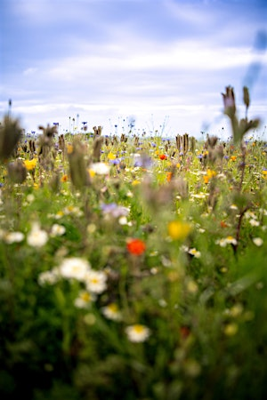 Outdoor Pilates at The Flower Belt, Harrogate | The Flower Belt - Harrogate