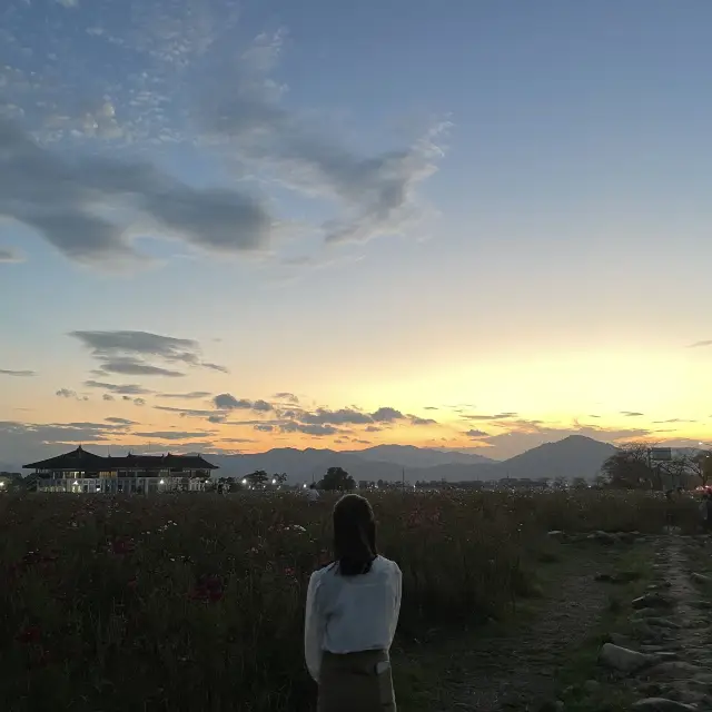 가을엔 코스모스 ‘분황사’🌸