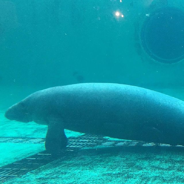 美麗海水族館
