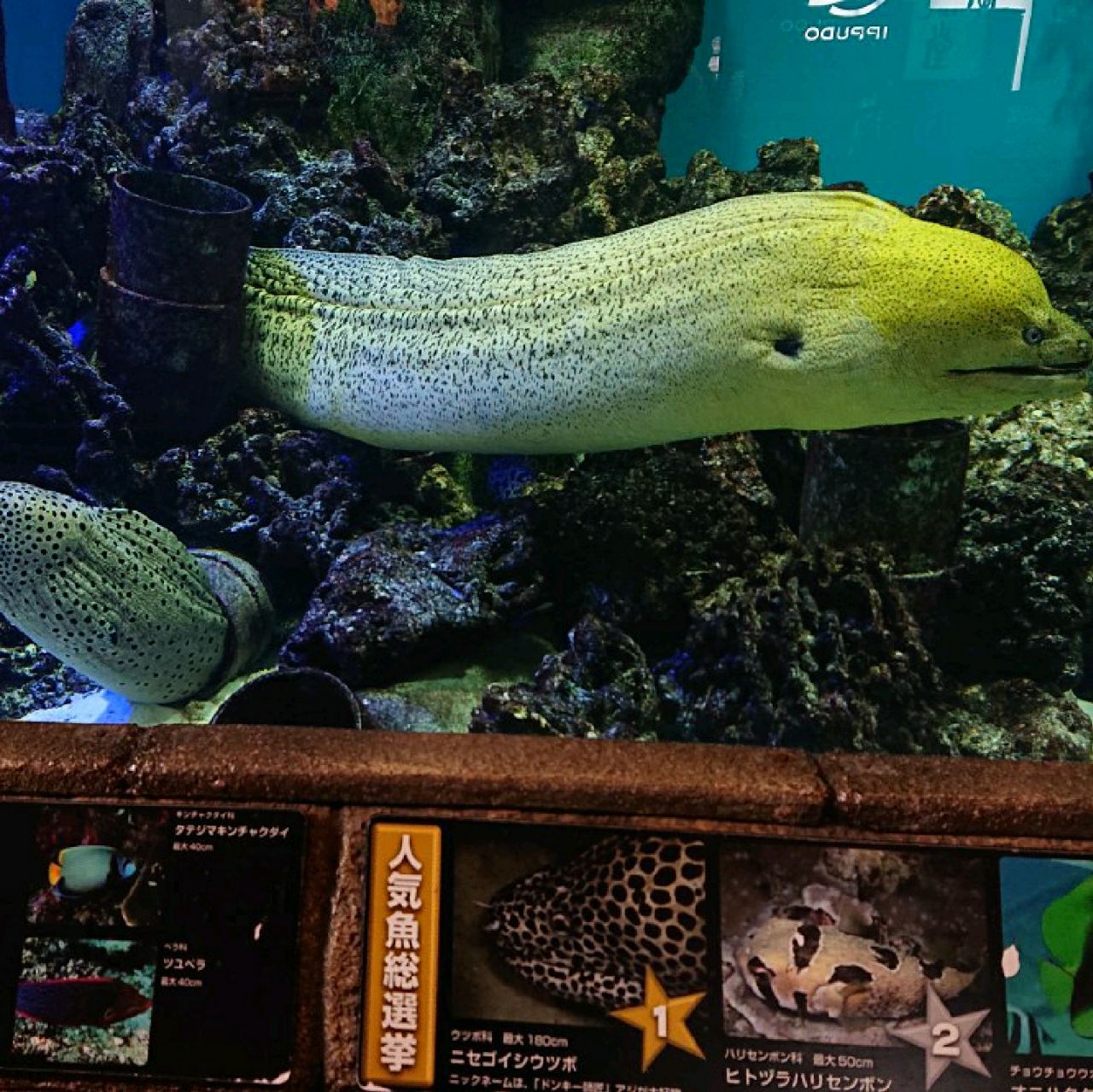 観光 大阪観光 ドンキホーテ梅田本店 水槽に驚きました Trip Com 大阪の旅のブログ 観光 大阪観光 ドンキホーテ梅田本店 水槽に驚きました Trip Com 大阪の旅のブログ