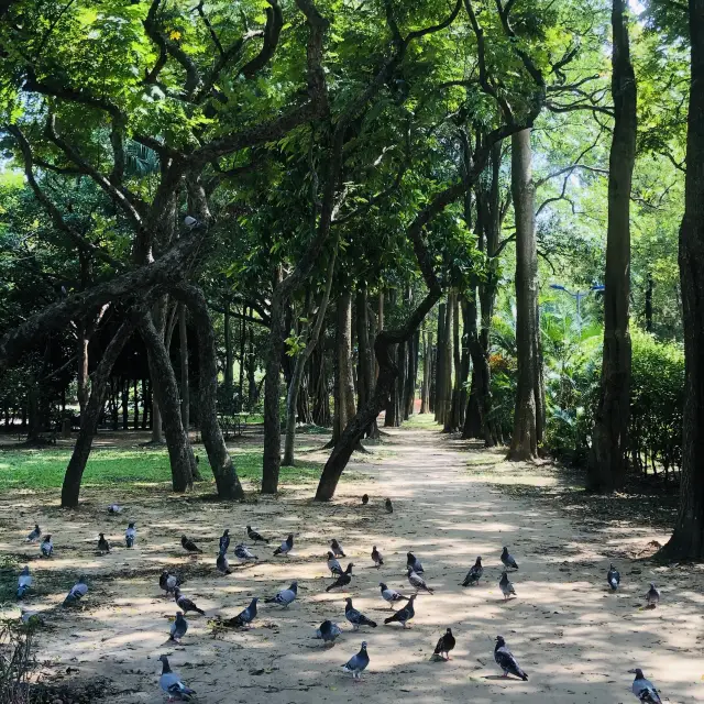 台北市最大綠地💚大安森林公園