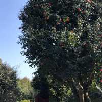 [제주도 여행] 겨울에는 동백꽃 보러🌺