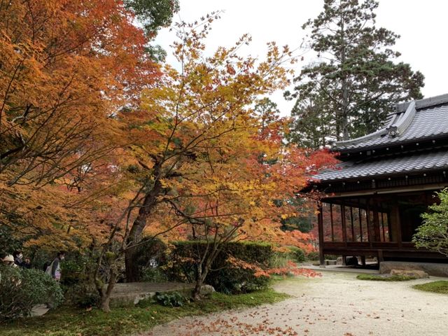京都[紅葉めぐり] 南禅寺　天授庵- 枯山水庭園にて和む -