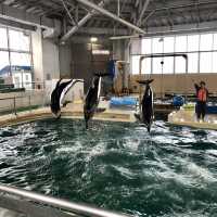 【石川】ジンベイザメにあえる「のとじま水族館」