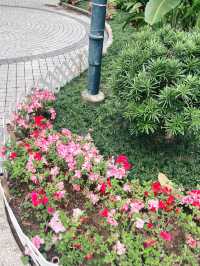 🌺🌼德華公園悠閑觀花🌴🌿