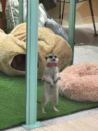 台北松山狐獴餐廳｜Meerkat75 Café - 75度獴 ｜餐點豐富還能和狐獴一起玩