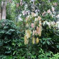 Rantepao - At the heart of Toraja rituals